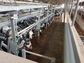 安樂福2019以色列奶牛高產(chǎn)探索之旅正式啟動 科技引領(lǐng)，共筑高效養(yǎng)殖新篇章