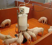 供養(yǎng)殖設(shè)備小豬喂料自動加熱奶媽機(jī) 現(xiàn)代化養(yǎng)殖的智能幫手