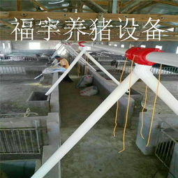 福宇畜牧 自動化料線賦能牧場，一次投資開啟終身效益新篇章